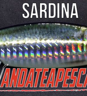 Slow pitch JLC real fish colore sardina